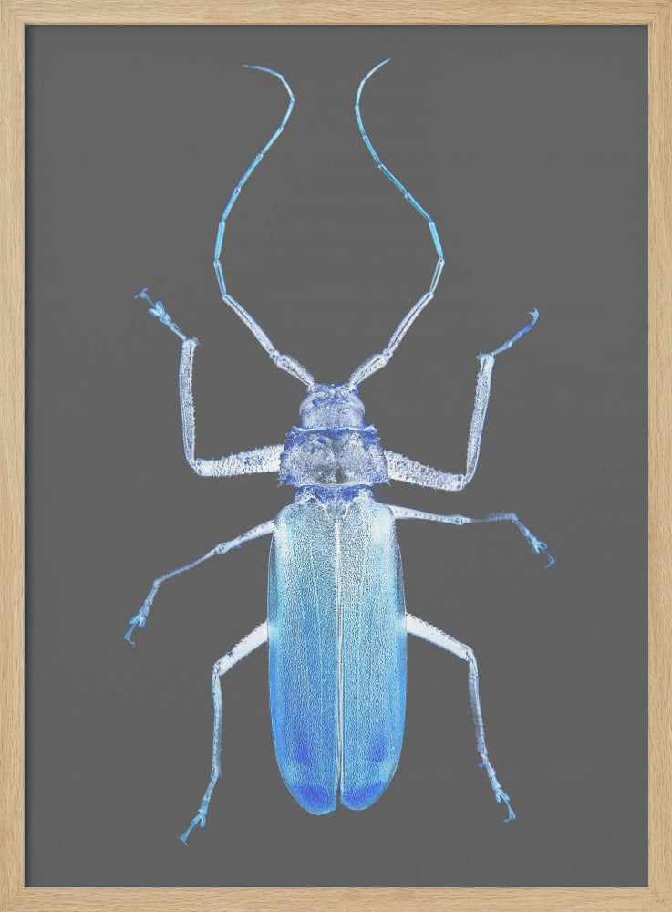 Neon Käfer Eleganz | Poster