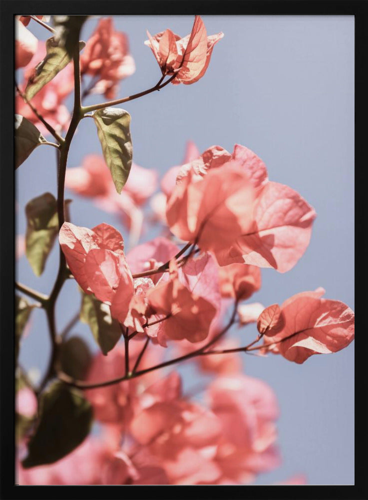 Blüten im Wind | Poster