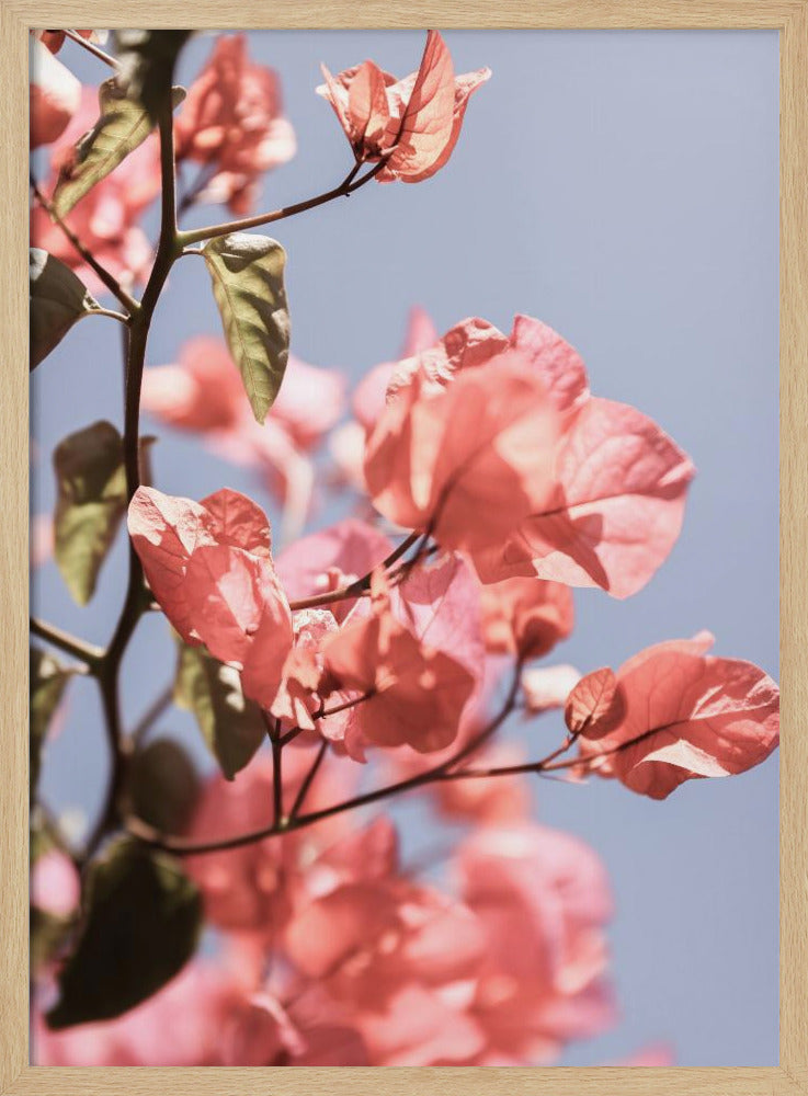 Blüten im Wind | Poster