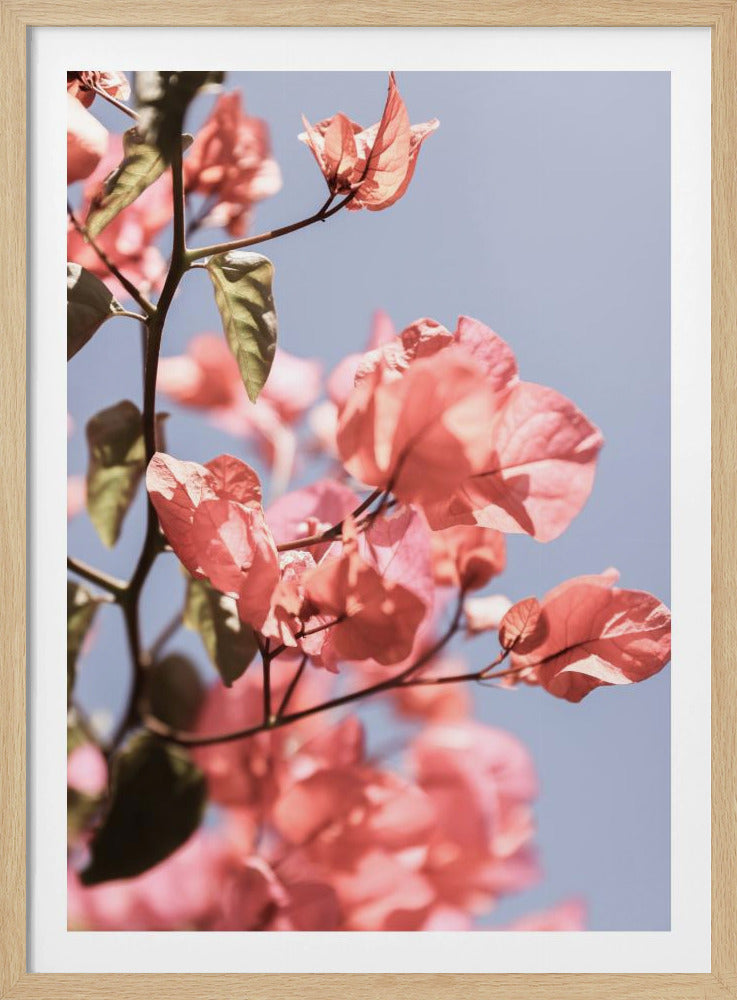Blüten im Wind | Poster