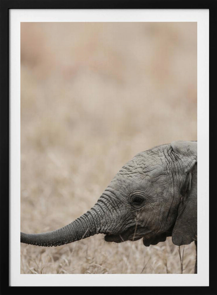 Sanfter Blick des Riesen | Poster