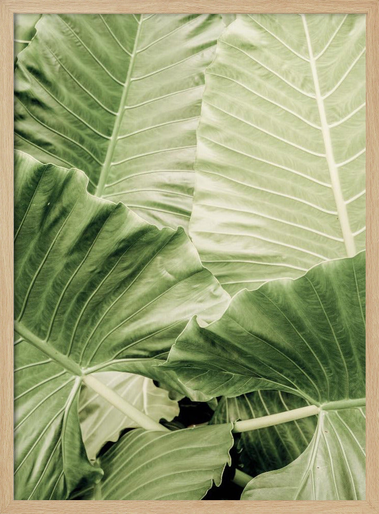 Grünes Laub | Poster