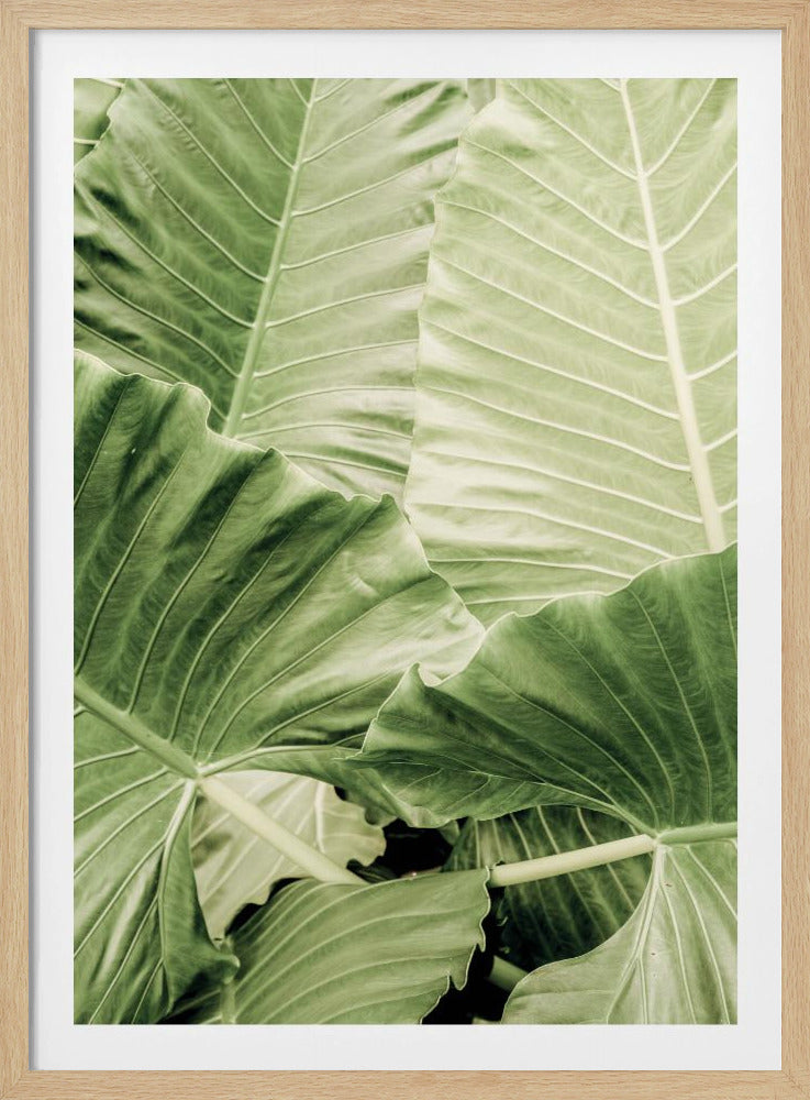 Grünes Laub | Poster