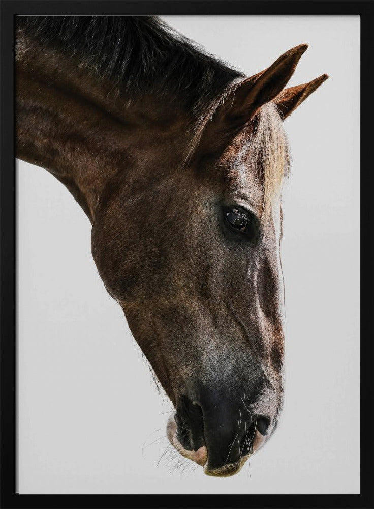Majestätischer Pferdeblick | Poster