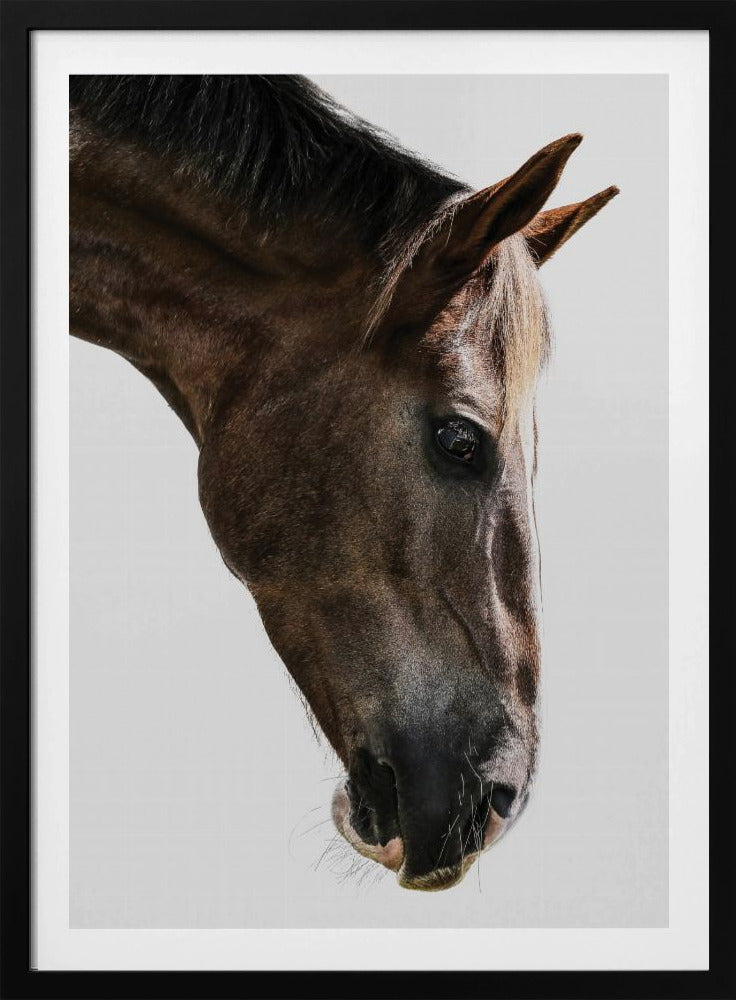 Majestätischer Pferdeblick | Poster