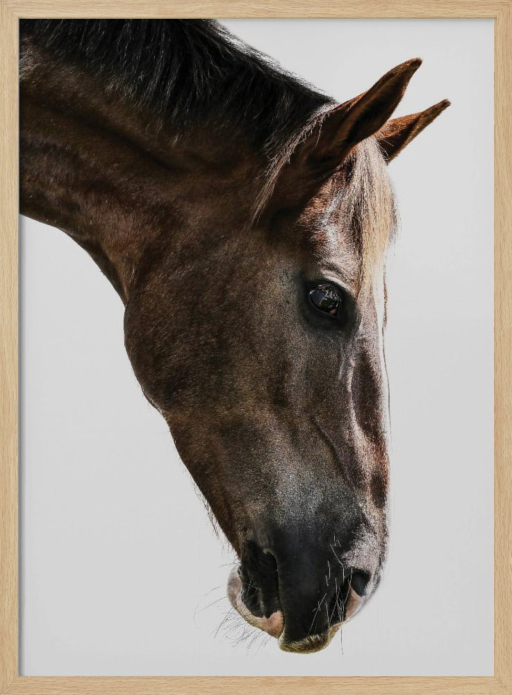 Majestätischer Pferdeblick | Poster