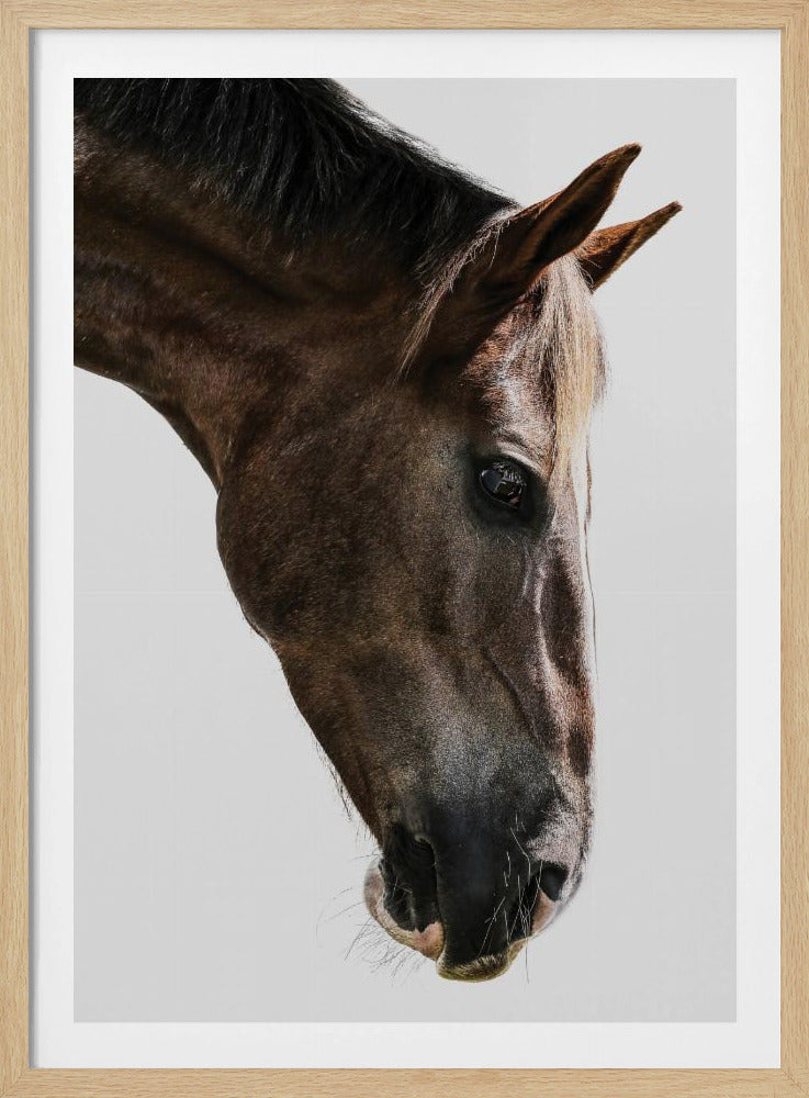 Majestätischer Pferdeblick | Poster