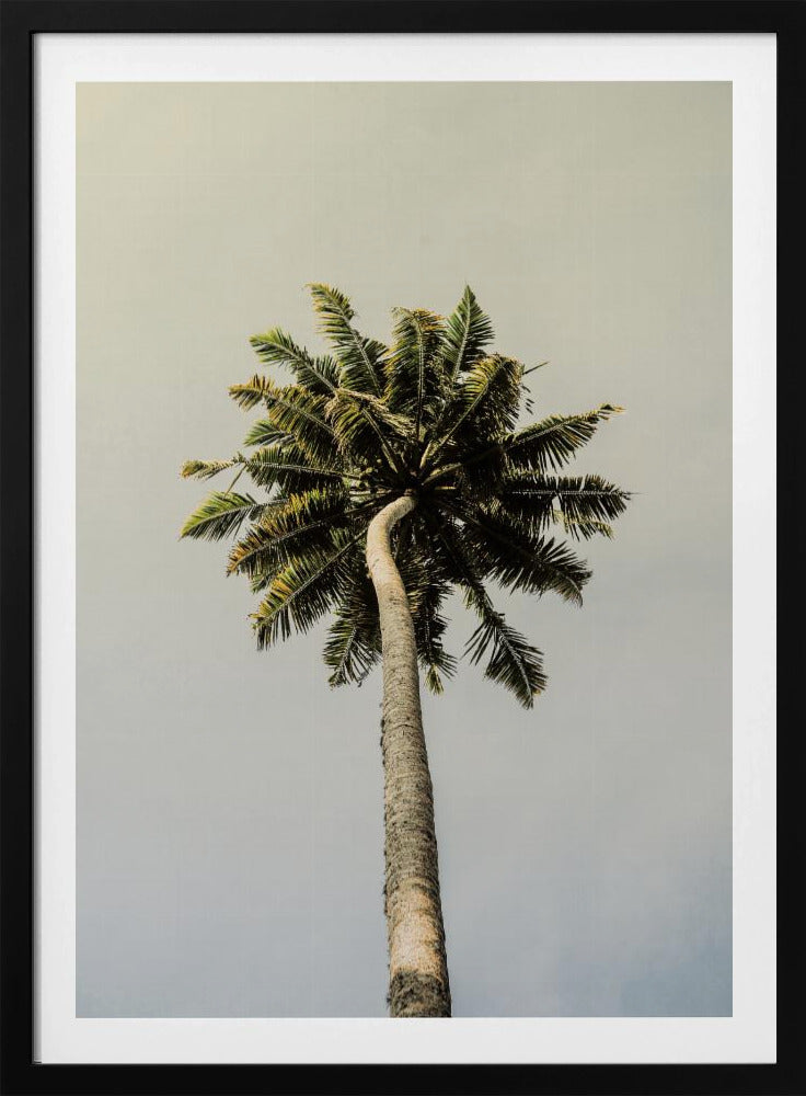 Hoch aufragende Palmenglückseligkeit | Poster