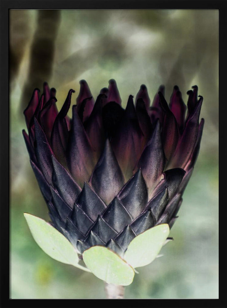 Schattenblüte | Poster