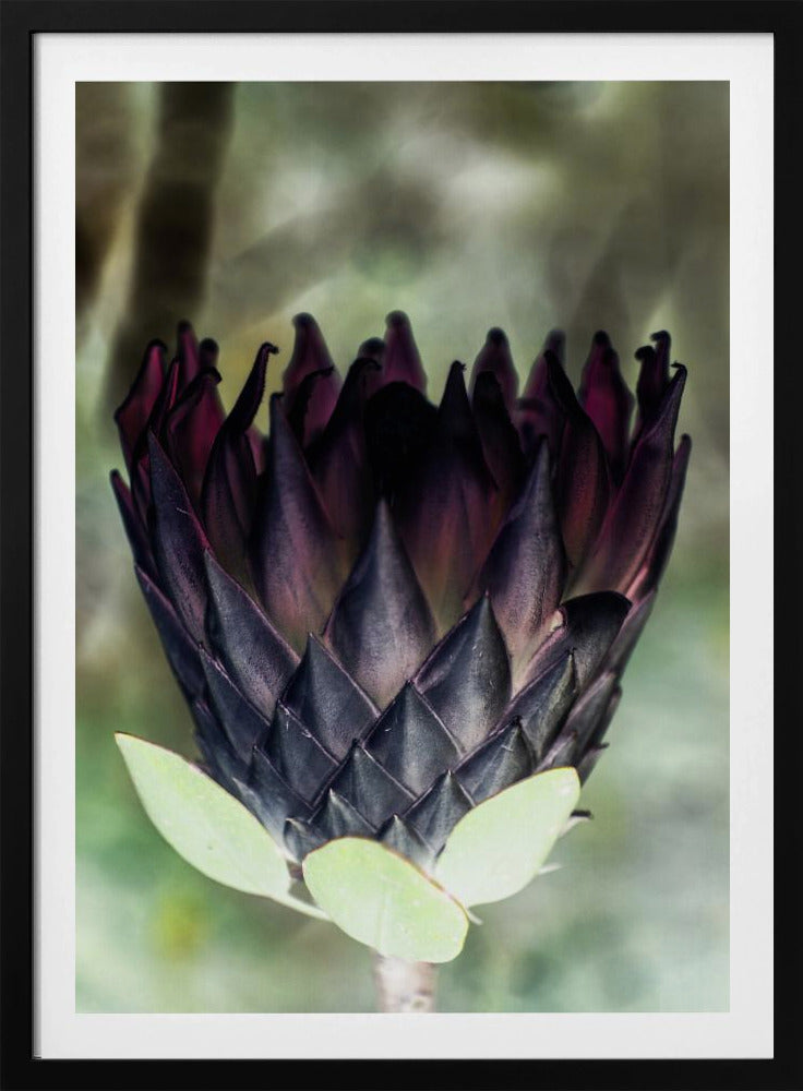 Schattenblüte | Poster