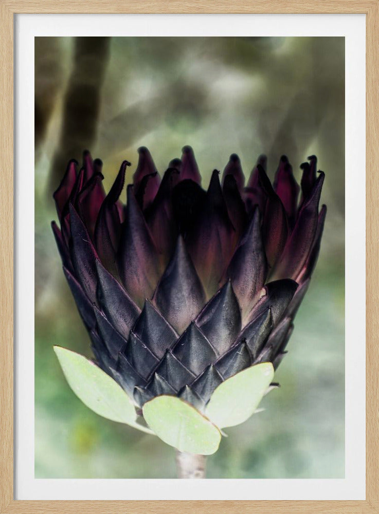 Schattenblüte | Poster