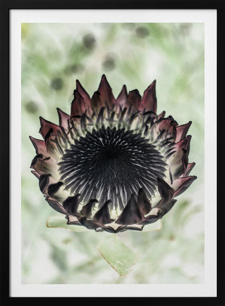Mystische Blüte | Poster