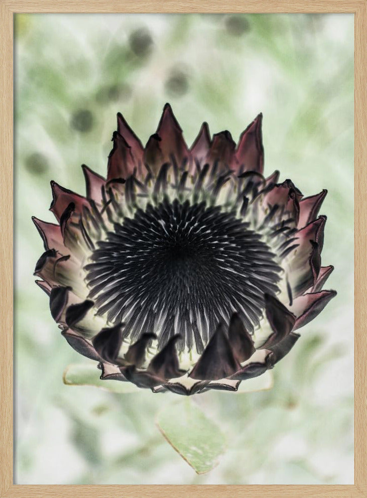 Mystische Blüte | Poster