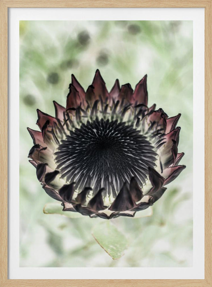 Mystische Blüte | Poster