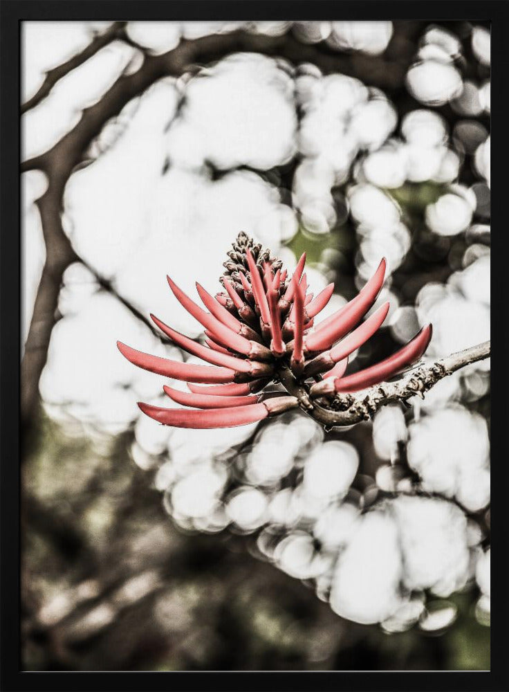 Purpurblüte | Poster