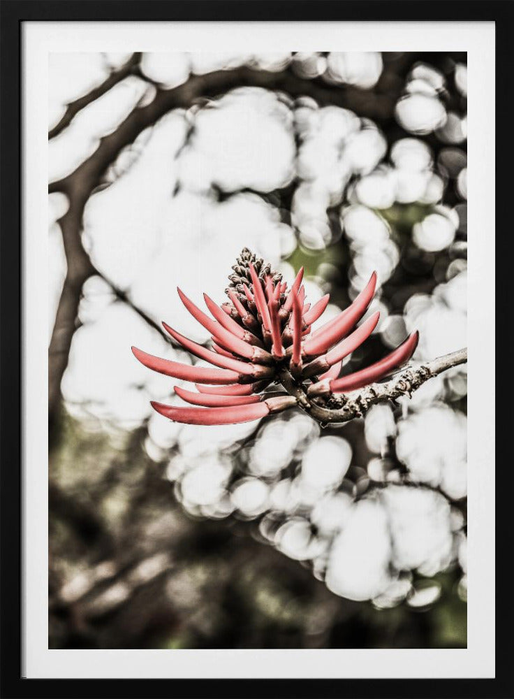 Purpurblüte | Poster