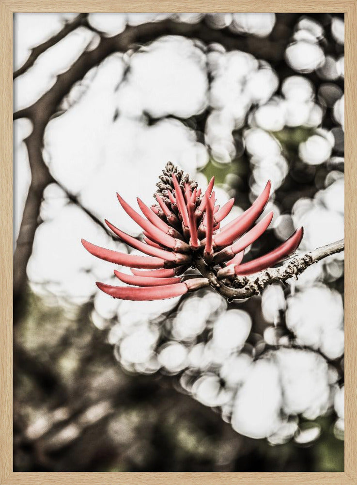 Purpurblüte | Poster