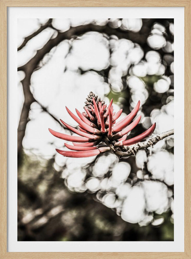 Purpurblüte | Poster