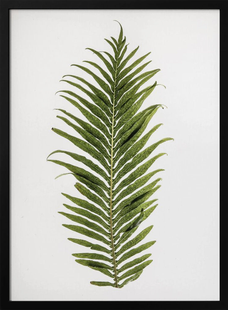 Farneleganz | Poster