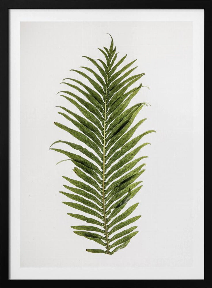 Farneleganz | Poster