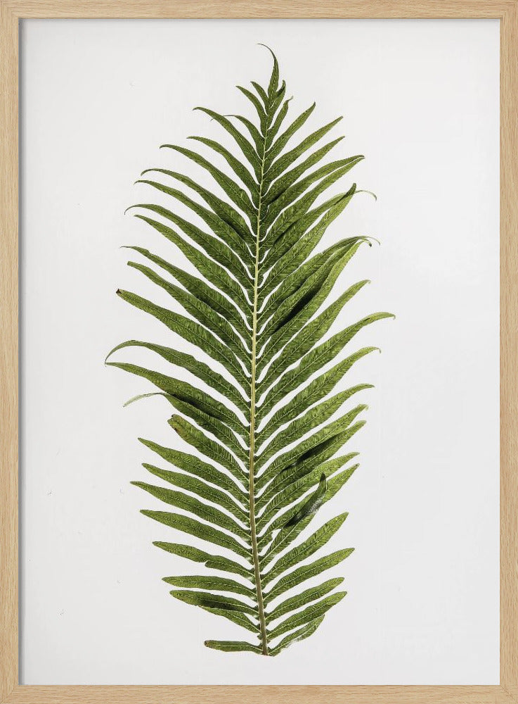 Farneleganz | Poster