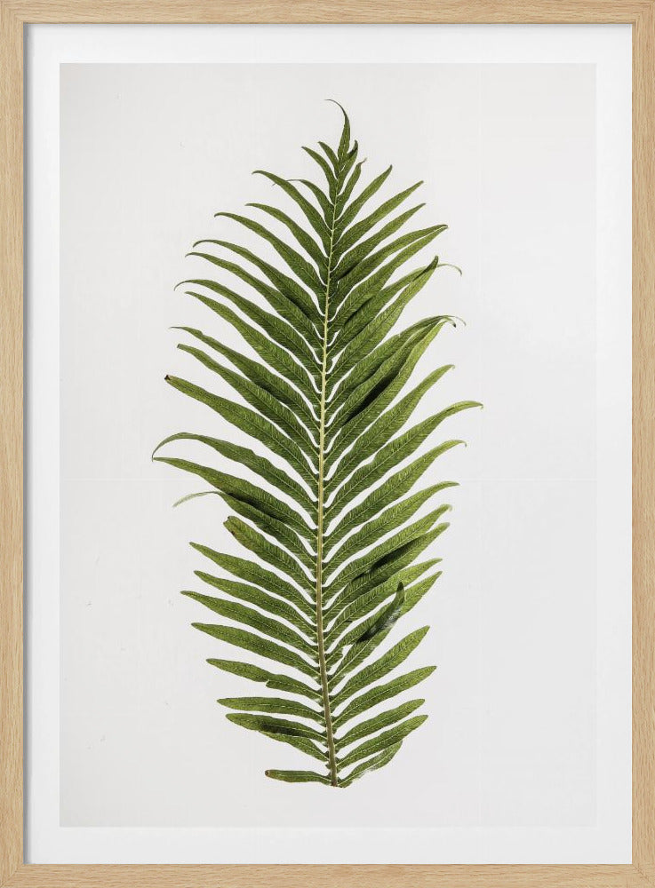 Farneleganz | Poster