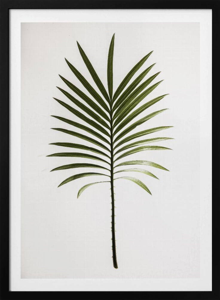 Grünes Wedel | Poster