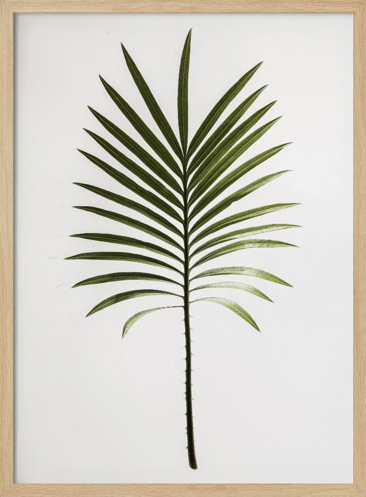 Grünes Wedel | Poster