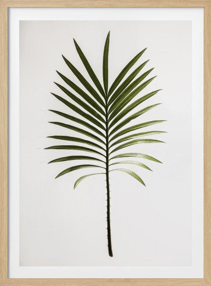 Grünes Wedel | Poster