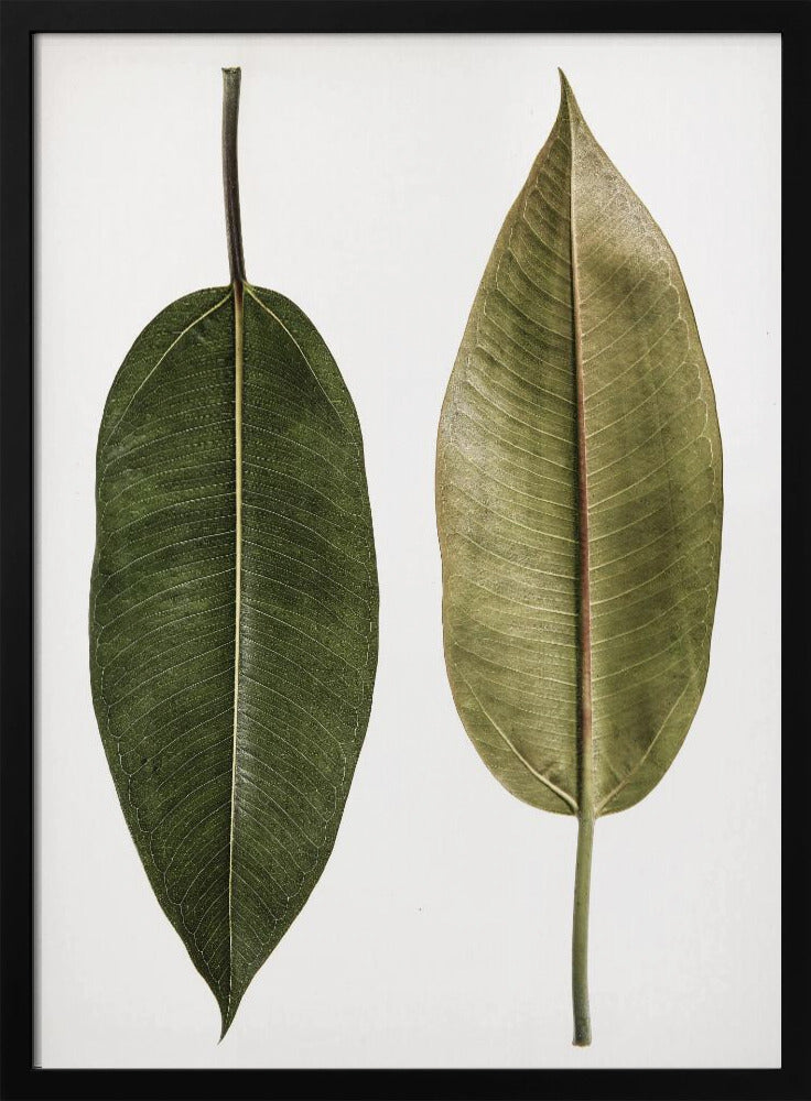 Doppelblatt-Eleganz | Poster