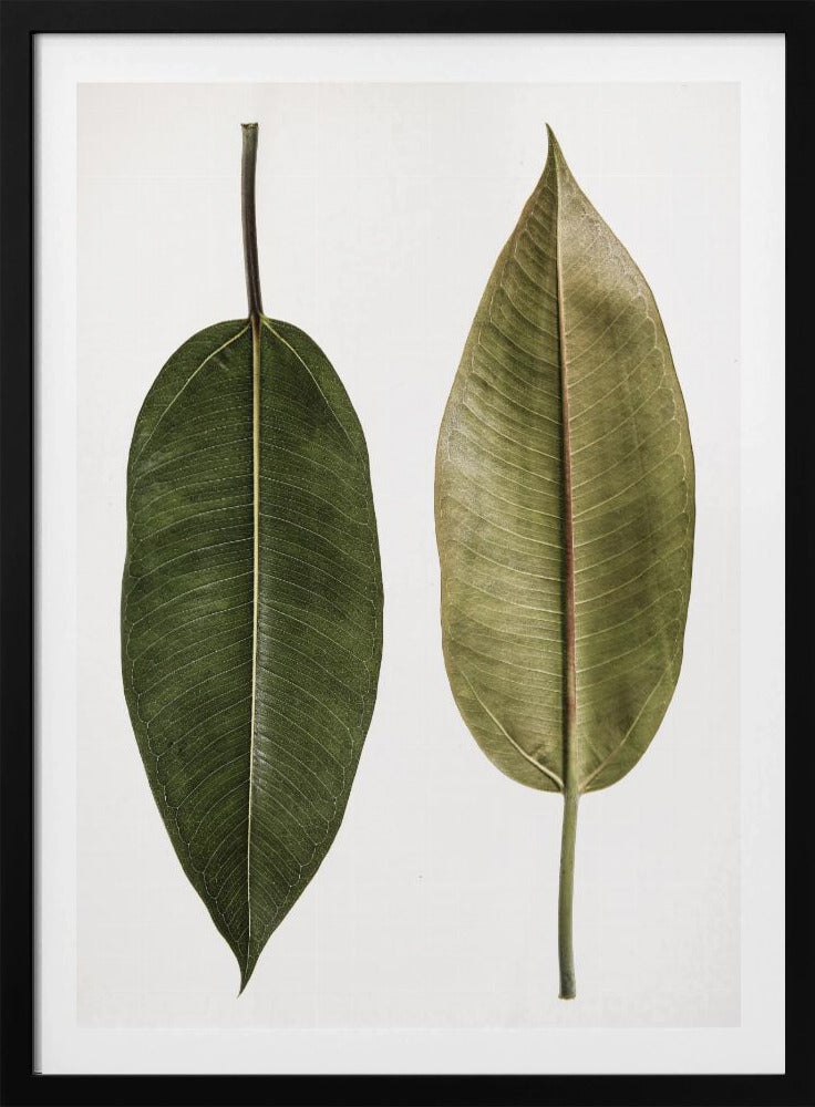 Doppelblatt-Eleganz | Poster