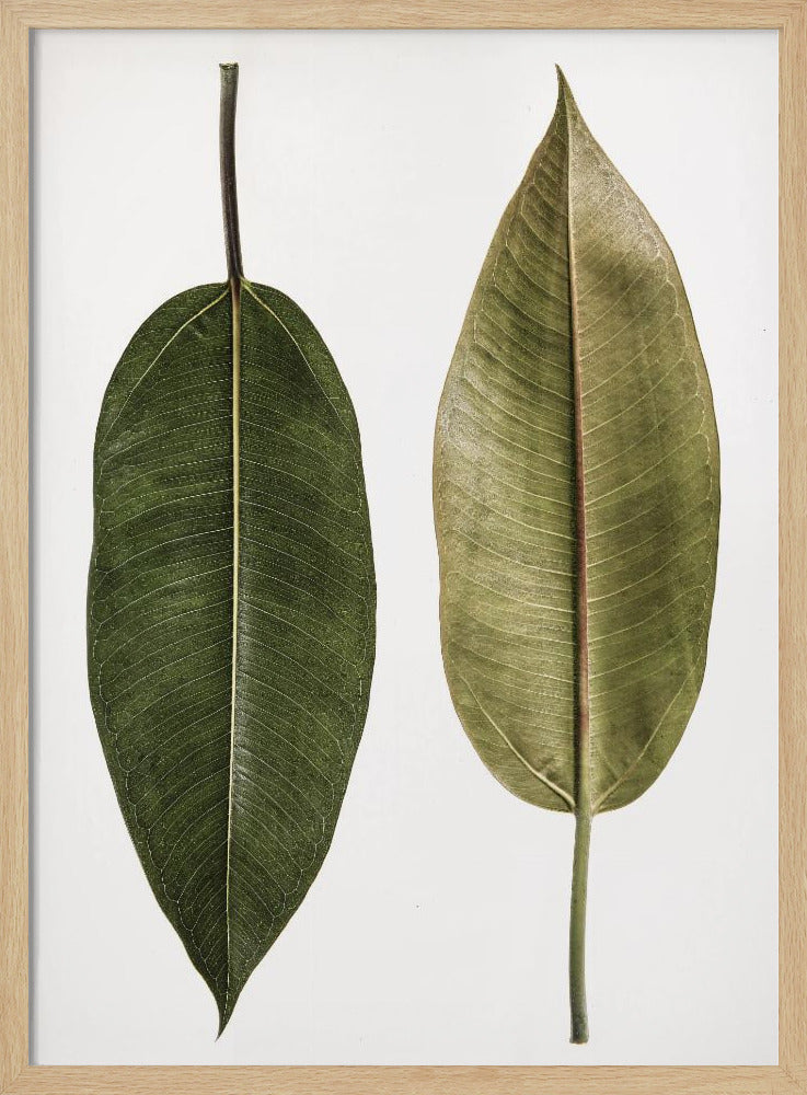 Doppelblatt-Eleganz | Poster