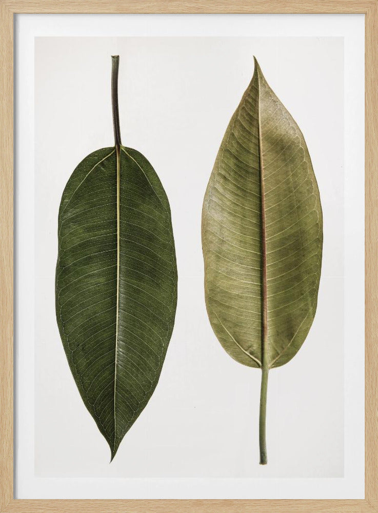Doppelblatt-Eleganz | Poster