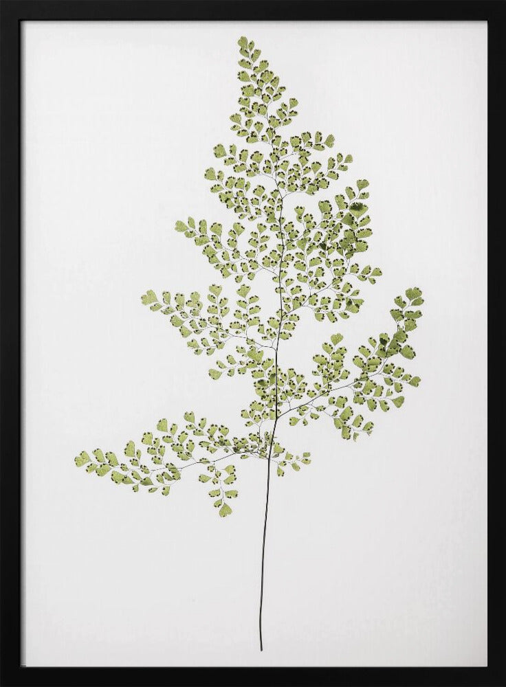 Farneleganz | Poster