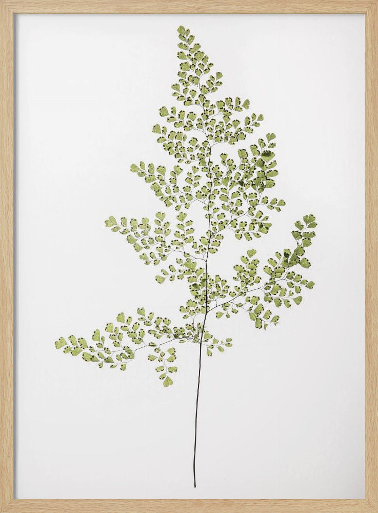 Farneleganz | Poster