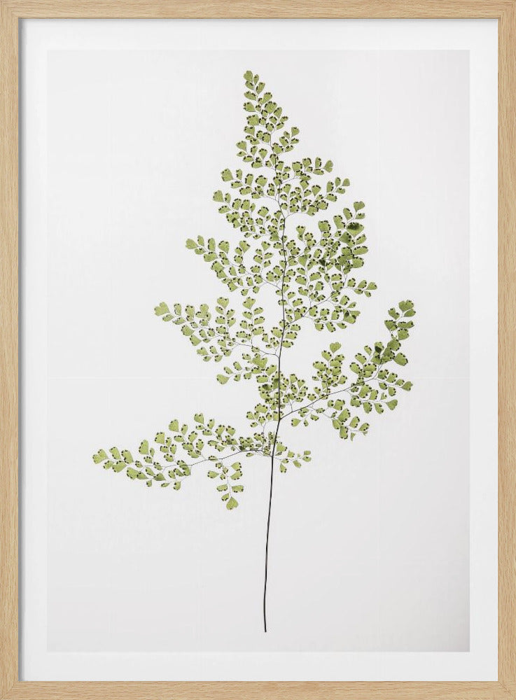 Farneleganz | Poster
