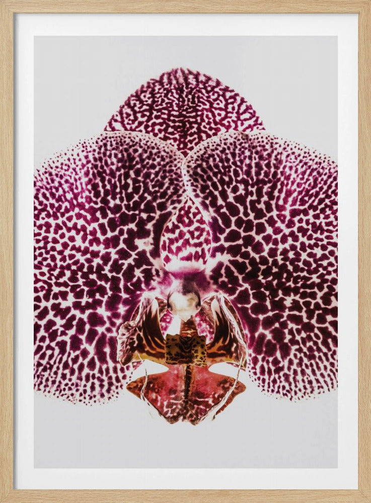 Blütenblatt-Symmetrie-Explosion | Poster