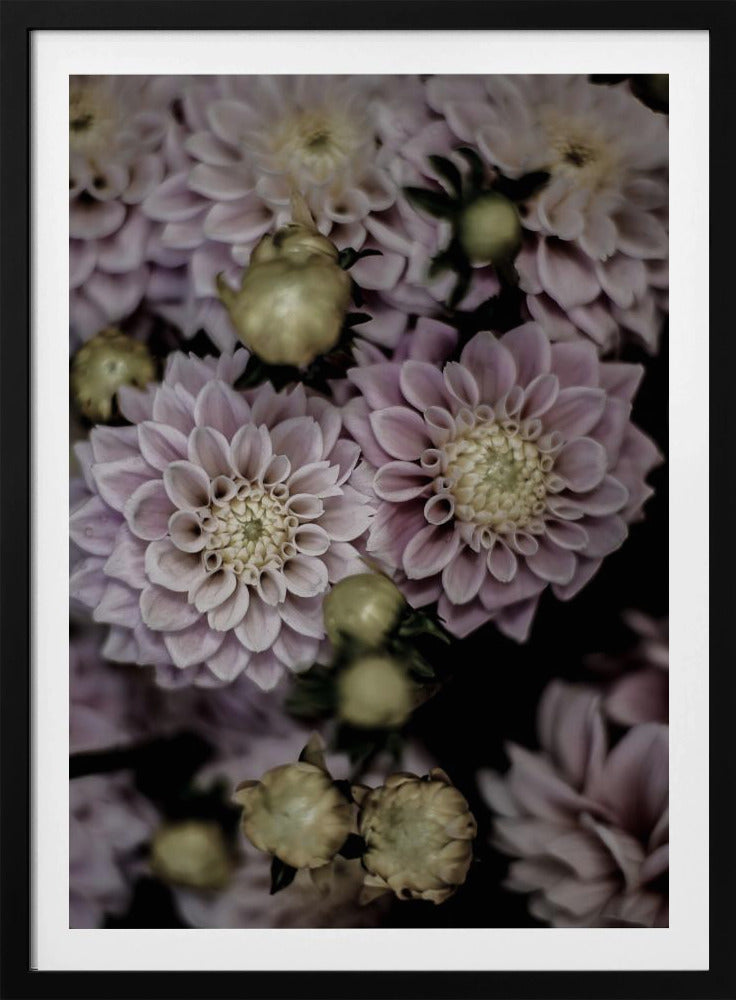 Blütenblätter in voller Blüte | Poster