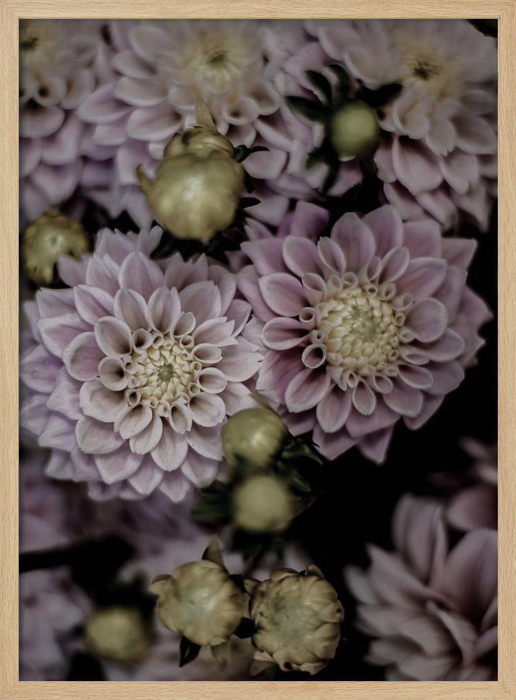 Blütenblätter in voller Blüte | Poster