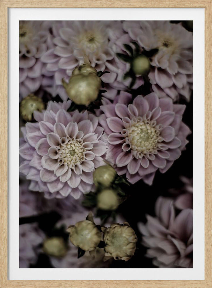 Blütenblätter in voller Blüte | Poster