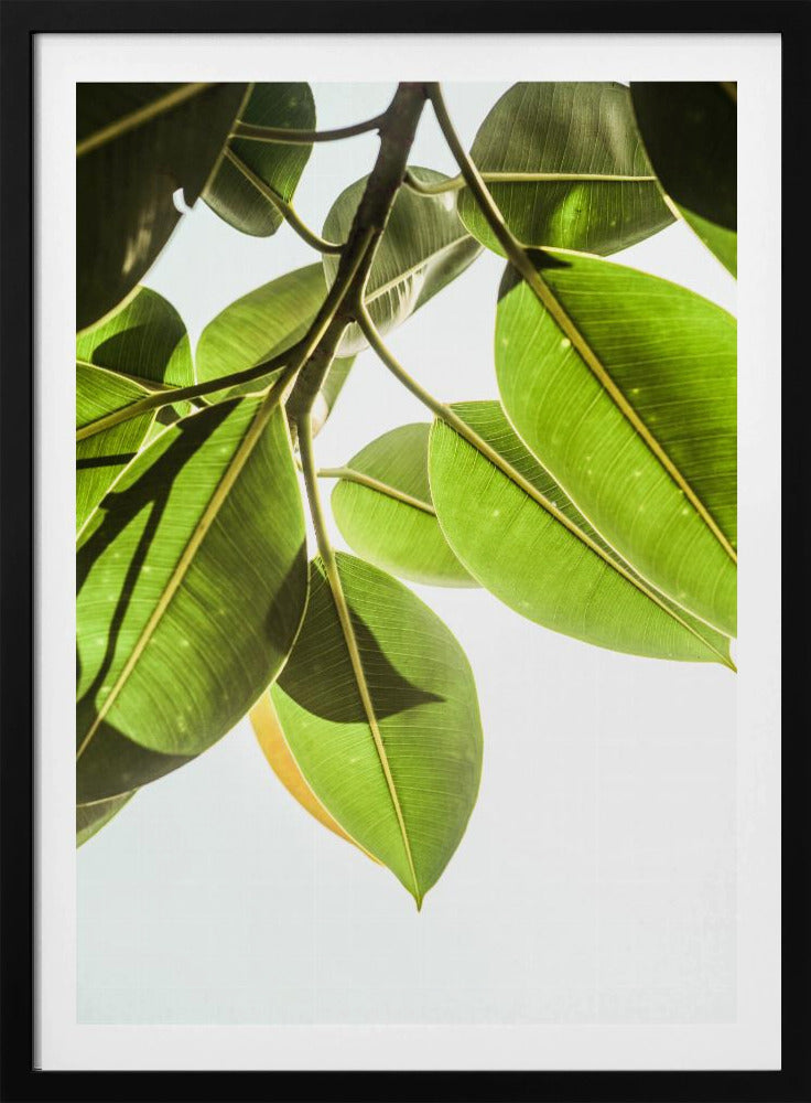 Sonnenbeschienene Blätter | Poster