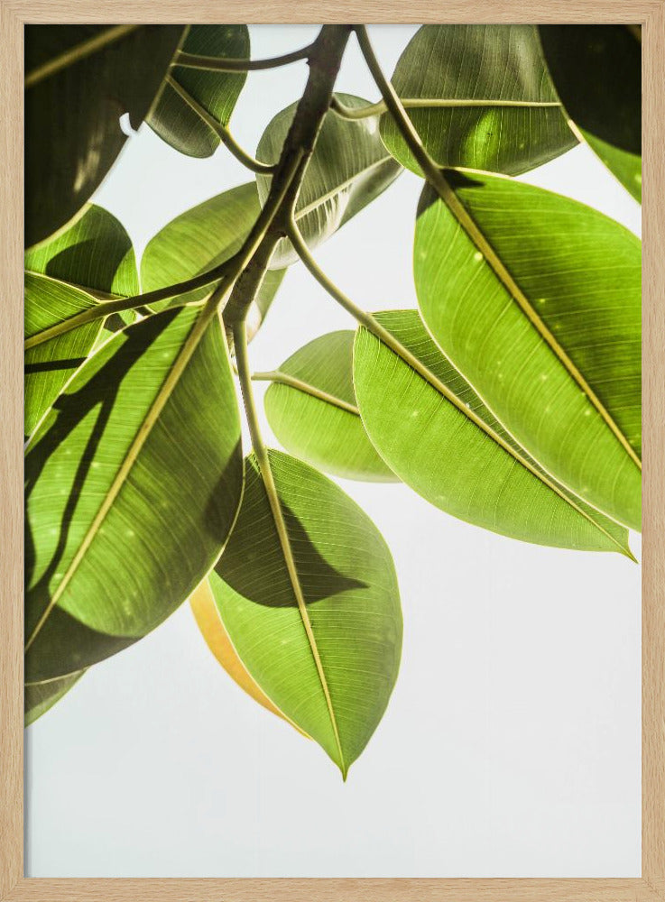 Sonnenbeschienene Blätter | Poster