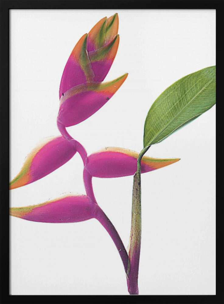 Tropische Eleganz | Poster