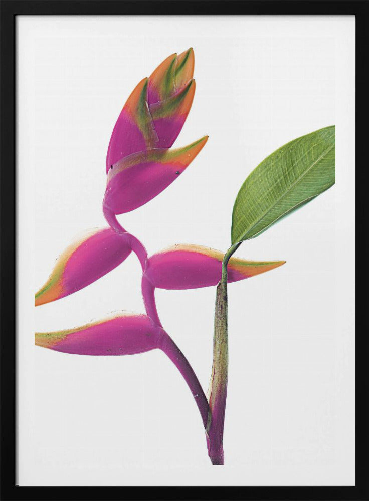 Tropische Eleganz | Poster