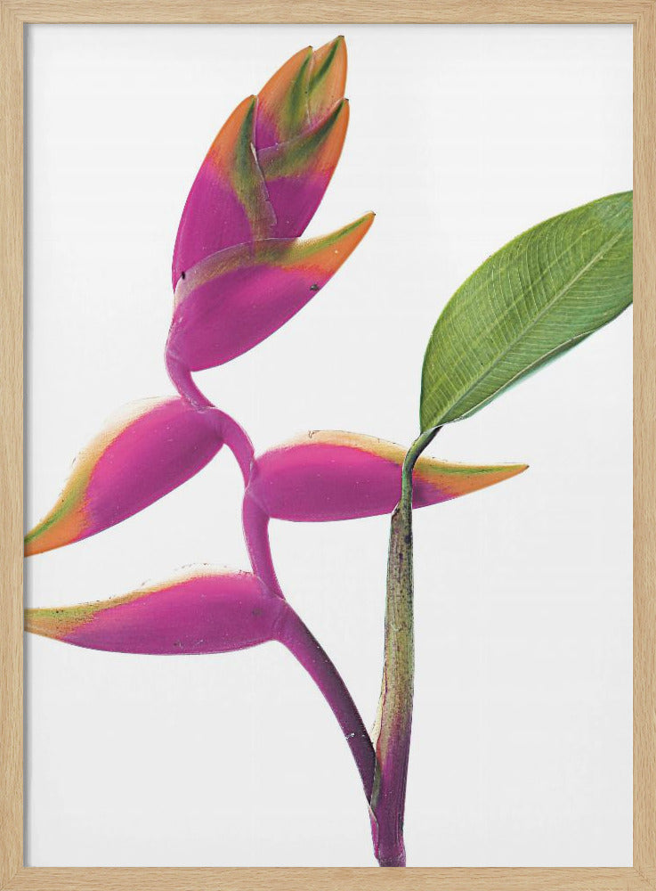 Tropische Eleganz | Poster