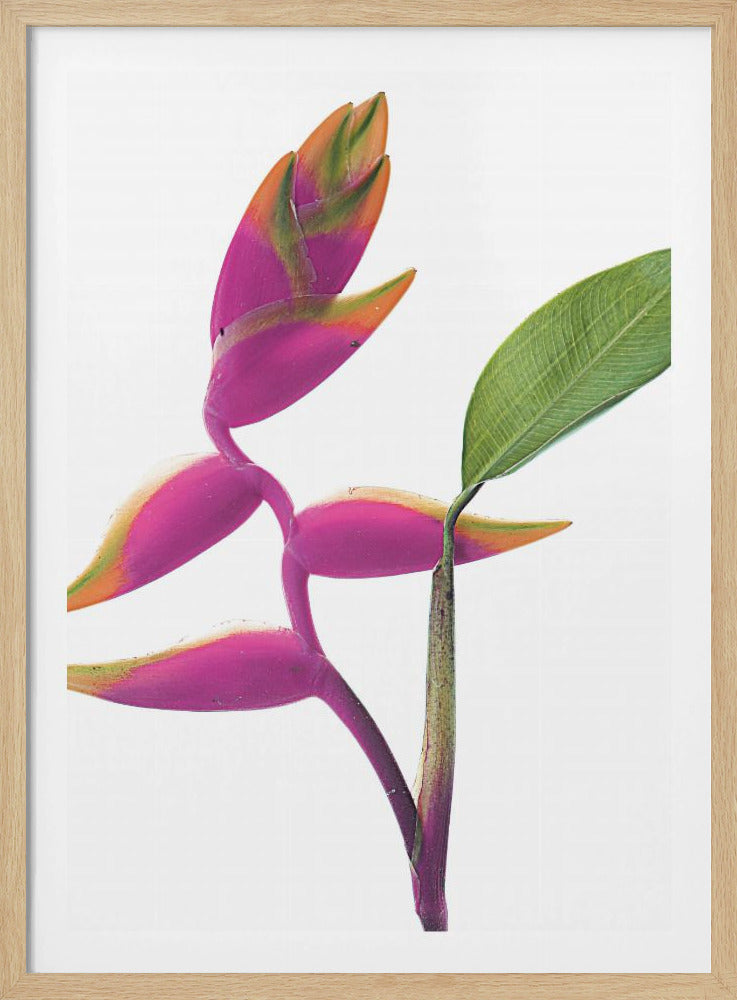 Tropische Eleganz | Poster