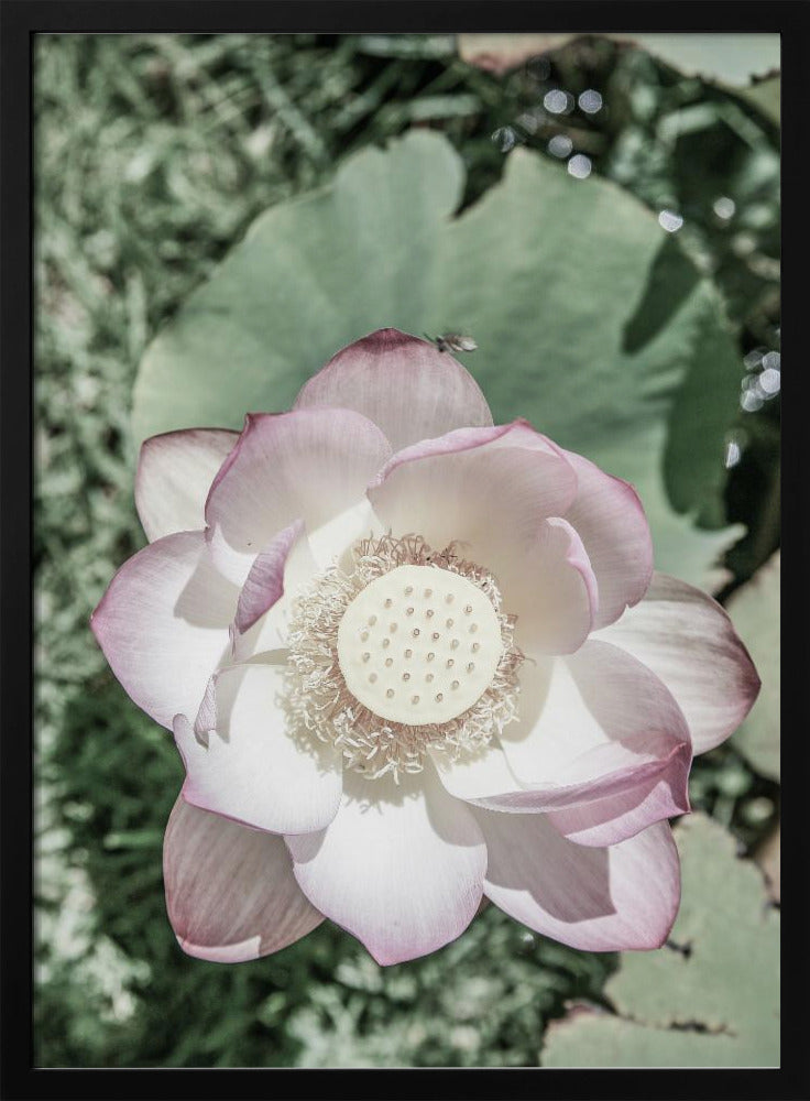 Lotus Gelassenheit | Poster