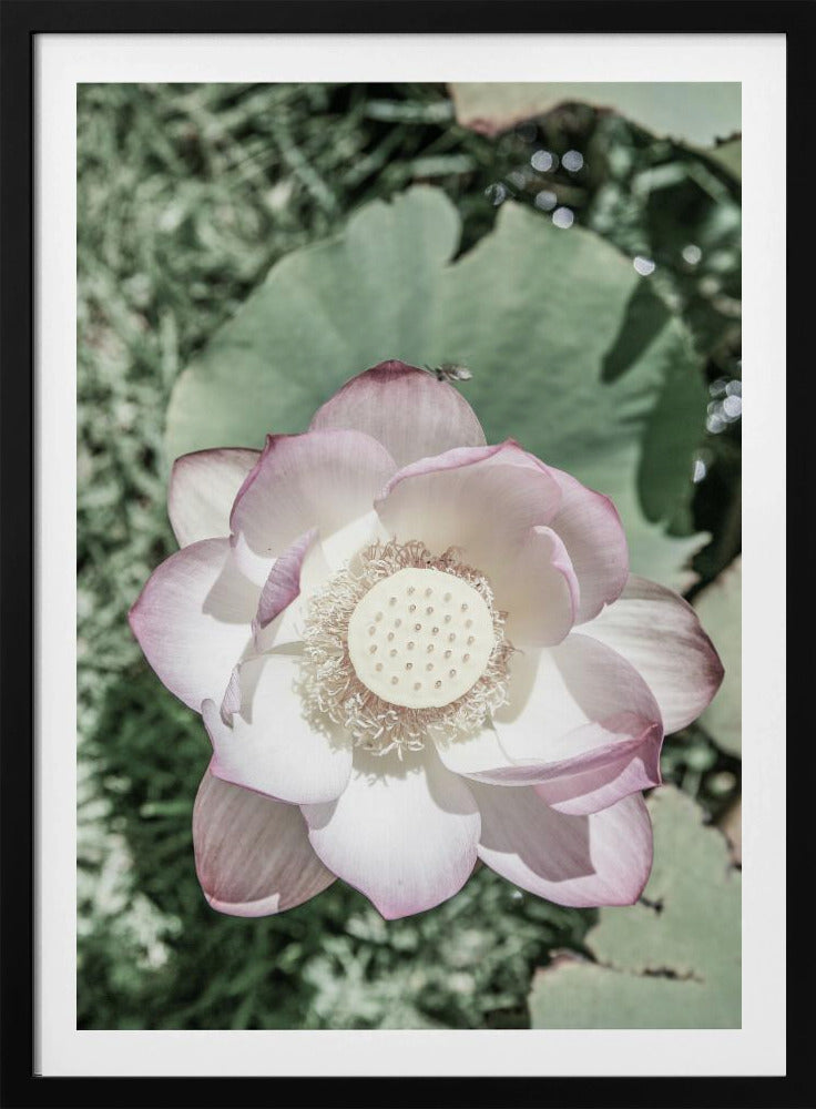 Lotus Gelassenheit | Poster