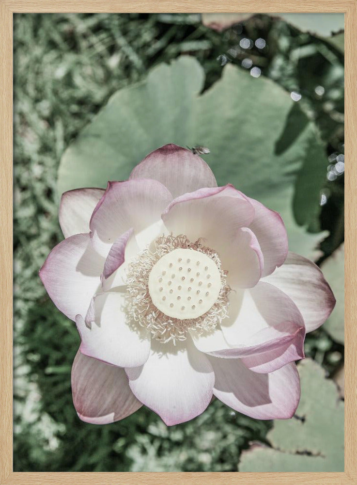 Lotus Gelassenheit | Poster
