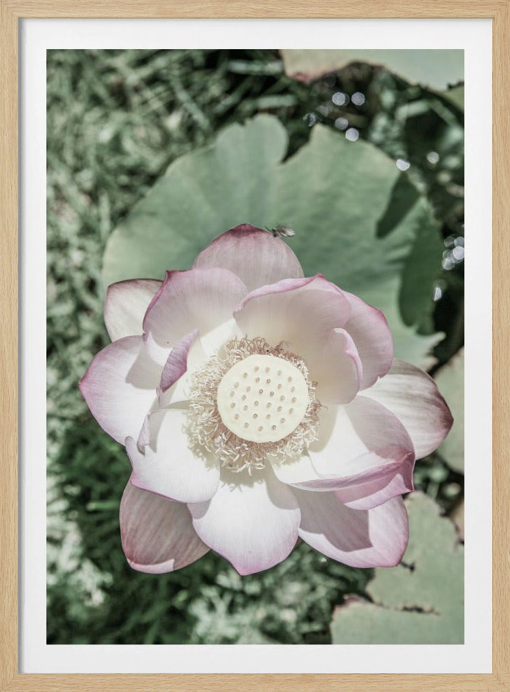 Lotus Gelassenheit | Poster